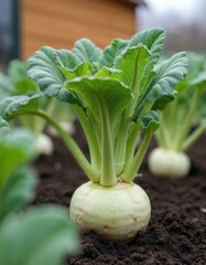 Fototapeta premium Organic green kohlrabi growing at farm. Young turnip plants in early spring garden. Home grown kohlrabi on soil. Close-up. Harvest raw food. Gardening fresh organic nature.