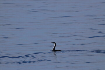 cormorant