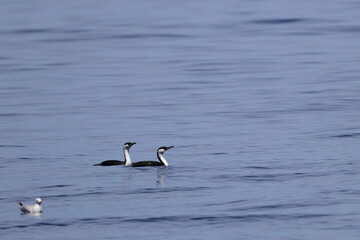 cormorant