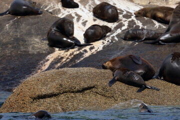 fur seal