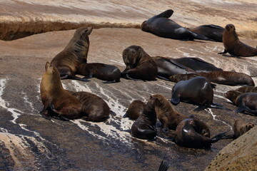Fototapeta premium fur seal