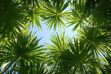 Fototapeta premium Lush Green Palm Fronds Frame Sunny Blue Sky