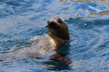 Fototapeta premium fur seal