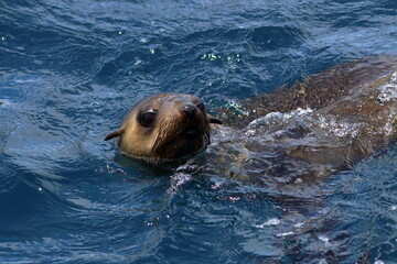 Fototapeta premium australian fur seal