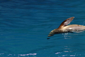 australian fur seal