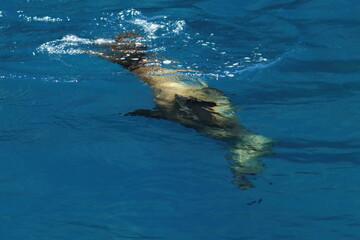 Obraz premium australian fur seal