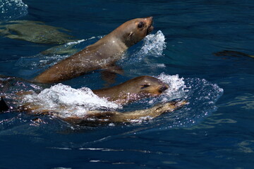 Obraz premium australian fur seal