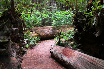 Curving Trail in Jedadiah Smith Redwood State Park