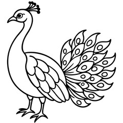 Obraz premium Peacock