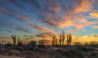 Wide Ratio Sonoran Desert Sunrise Landscape In Scottsdale Arizona With Cactus Stand 