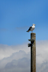 Bird Perched on Wooden Lightpole