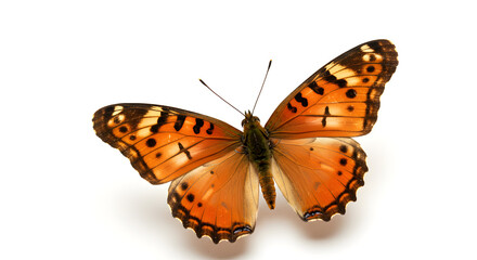 butterfly on white background