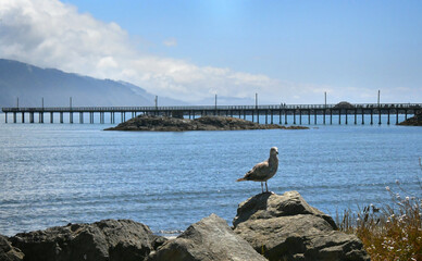 Rocky Rest for Seagull