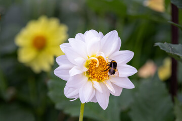 Bombus lucorum or white-tailed bumblebee on a white dahlia flower with a yellow center in summer,...