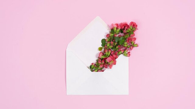 Spring natural branches with red buds and flowers appear from white envelope. Greeting card for arrival of spring or Valentine's, Mother's, Woman's day holiday. Pink background. Stop motion animation.