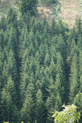 Obraz premium Background of pine tree forest and cut down forest field on the top, North Rhine-Westphalia, Germany