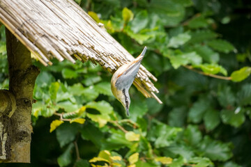 The Eurasian nuthatch (Sitta europaea) hanging upside down at the edge of a bird feeding house and looking backwards, North Rhine-Westphalia, Germany