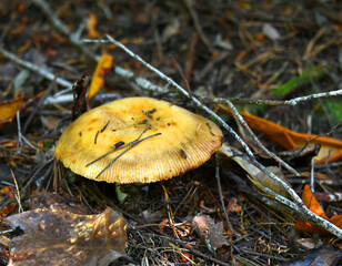 Oregon Yellow Parasol