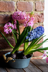 Concept of spring home gardening, transplanting plant in ceramic pots on wooden table. Taking care of plants and flowers. Springtime leisure activity, hobby, garden tools. Stylish house interior