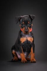 Obraz premium A black and tan miniature pinscher puppy is sitting on a black background. Beautiful dog, studio shooting