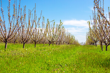 Rows of cherry trees in a garden in bloom on a bright sunny day, lower corner of the shot