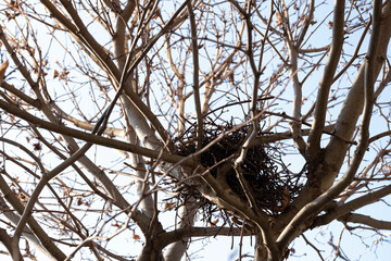 A detailed view of a bird s nest nestled among the intertwined branches of a tree. The close-up...