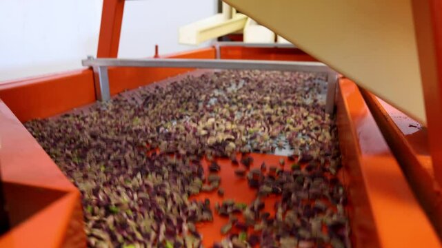 toasted pistachio bouncing on orange industrial machinery. Made in Sicily with original pistachio dried fruit from Bronte. 