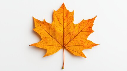 Obraz premium A vibrant orange maple leaf against a white background, showcasing its intricate veins and autumnal beauty.