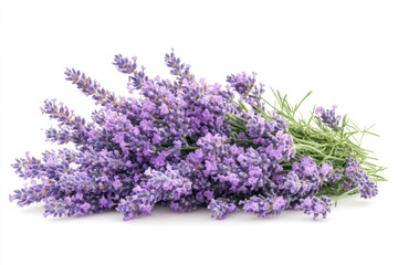 Fototapeta premium A Bouquet of Fresh Purple Lavender Flowers