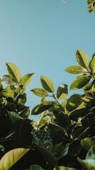 Obraz premium Looking up through dense canopy of lush green trees toward bright blue sky in Italian countryside