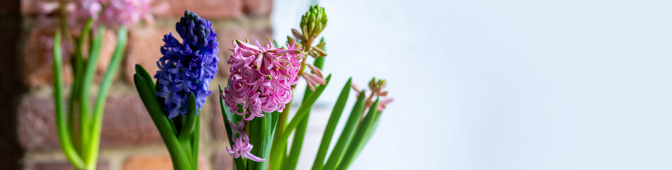 Fototapeta premium Banner. Fresh floral home decor, Easter holiday preparation. Hyacinth bright pink, violet flowers with bulbs in metal pot. Gardening tools, leisure and hobby concept. Wooden background, springtime