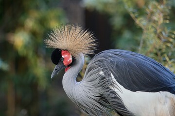 Fototapeta premium grey crowned crane