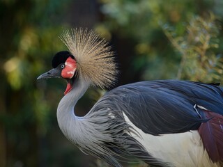 Fototapeta premium grey crowned crane