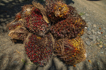 closeup of ripe palm oil fruits.