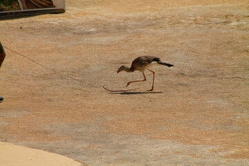 Bird Walking on Dusty Ground