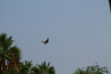 Bird Soaring Above Palm Trees
