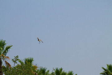 Bird in Flight Against Blue Sky