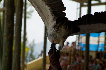 Eagle Feeding Interaction with Handler