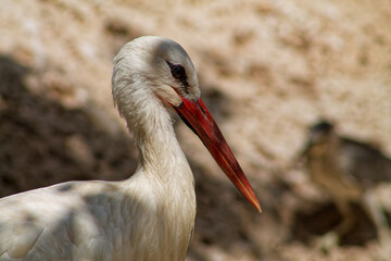Close-up of a White Stork in Nature