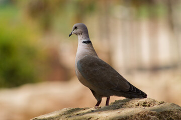 Close-Up of a Dove on a Rock