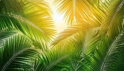 Obraz premium Palm leaves in the sun. Palm leaves background. Tropical background.
