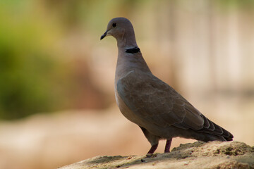 Gray Bird with Black Neckband in Nature