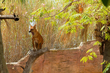 Wild Dog Yawning on Tree Branch