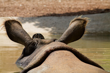Naklejka premium Rhinoceros Relaxing in Water
