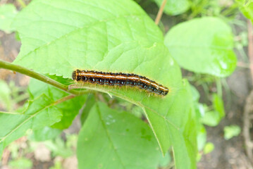 Striped Caterpillar on Summer Leaves