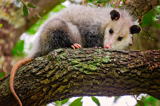 Virginia opossum (Didelphis virginiana) in tree in Coden Alabama