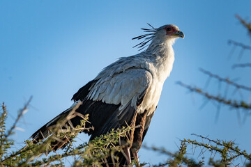 Majestic Secretary Bird Perched in Ngorongoro Crater