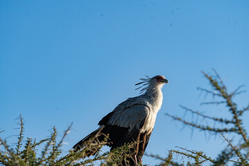 Majestic Secretary Bird Perched in Ngorongoro Crater