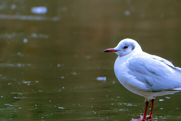 seagull on frozen lake