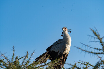 Majestic Secretary Bird Perched in Ngorongoro Crater